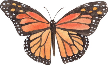 Butterfly Watercolor Element